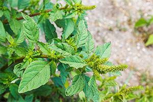 Pigweed