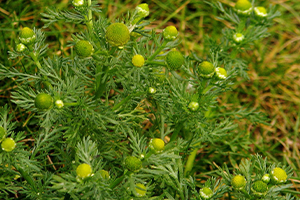 Pineapple Weed