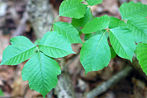 Poison Ivy