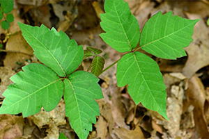 Poison Oak