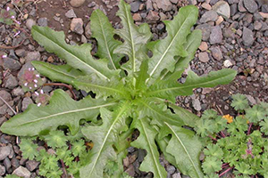 Prickly Lettuce