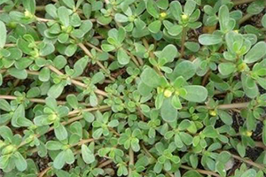 Purslane