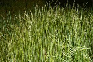 Rattail Fescue