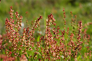 Red Sorrel