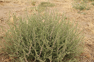 Russian Thistle