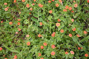 Scarlet Pimpernel