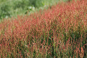 Sheep Sorrel