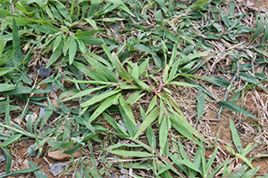 Smooth Crabgrass