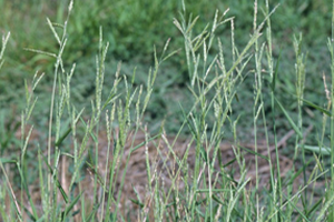 Southwestern Cupgrass