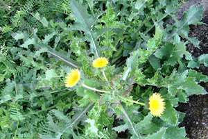 Sow Thistle