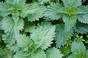 Stinging Nettle