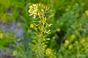 Tansy Mustard