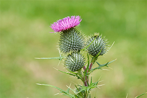 Thistle