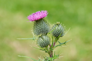 Bull Thistle