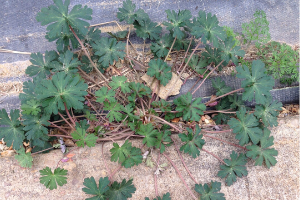 Carolina Geranium