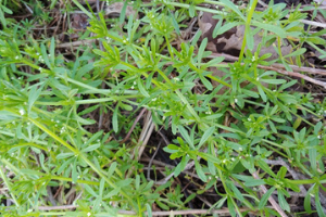 Catchweed Bedstraw