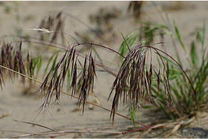 Cheatgrass