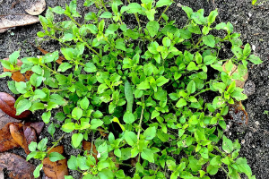 Chickweed