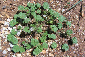 Common Mallow