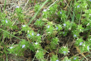 Corn Speedwell