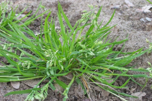 Crabgrass