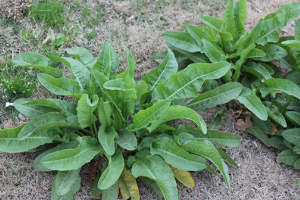 Curly Dock