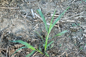 Fall Panicum