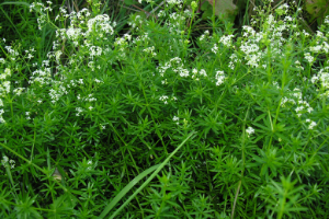 Bedstraw