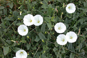 Bindweed