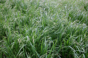 Brome Grass