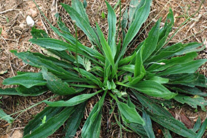 Bull Thistle