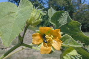 Velvetleaf