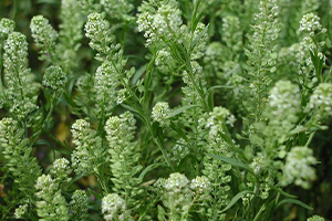 Virgina Pepperweed