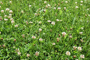 White Clover