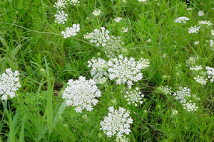 Wild Carrot