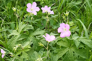 Wild Geranium