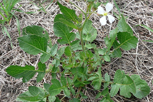 Wild Radish