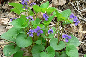 Wild Violet