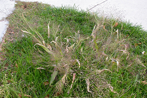 Witchgrass