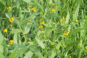 Fiddleneck Weed