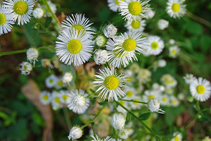 Fleabane Weed