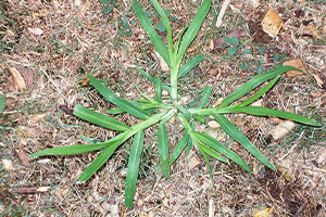 Goosegrass Weed