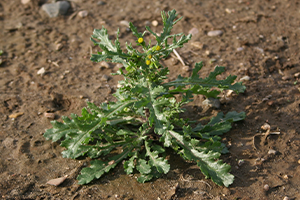 Groundsel