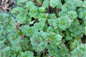 Henbit