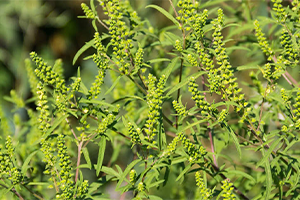 ragweed