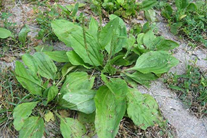 Buckhorn Plantain